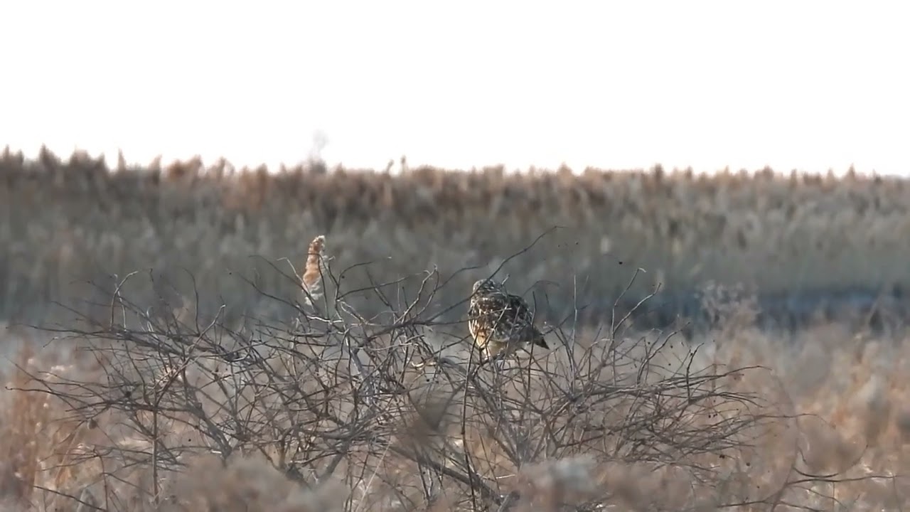 Short Eared Owls in flight at sunset