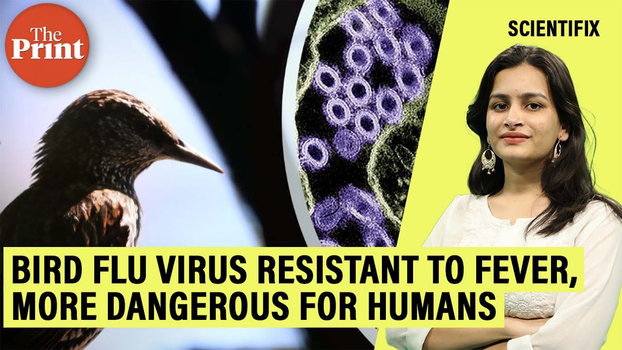 Bird flu viruses resistant to fever, could be more dangerous for humans