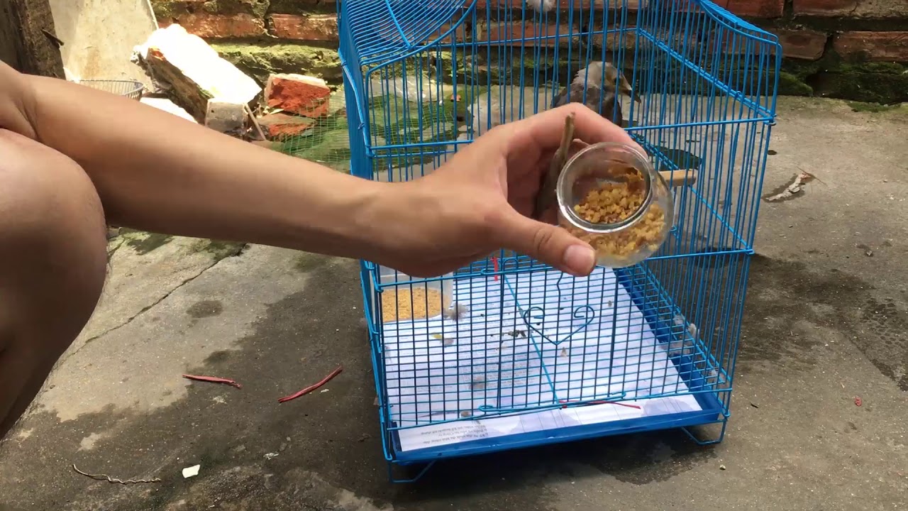 cách chăm chim non và chọn chim sáo đá (cà cưỡng) chuẩn 100%