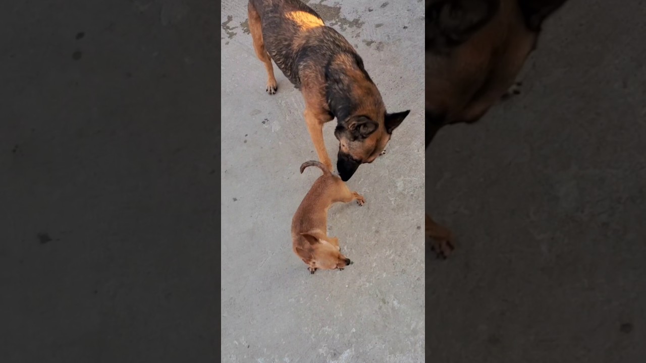 #puppy #fun #amazing #dogs #shorts #malinois #subscribe #animals #viralvideo