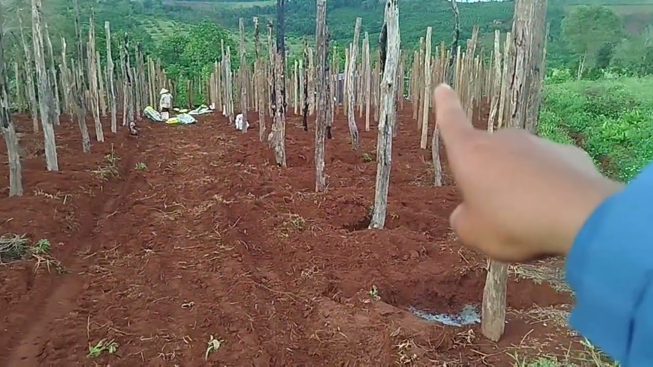 1.9 h fun tiêu giá 2.6 tỷ đất tt huyện tuy đức Đăk nông 0375'256'250