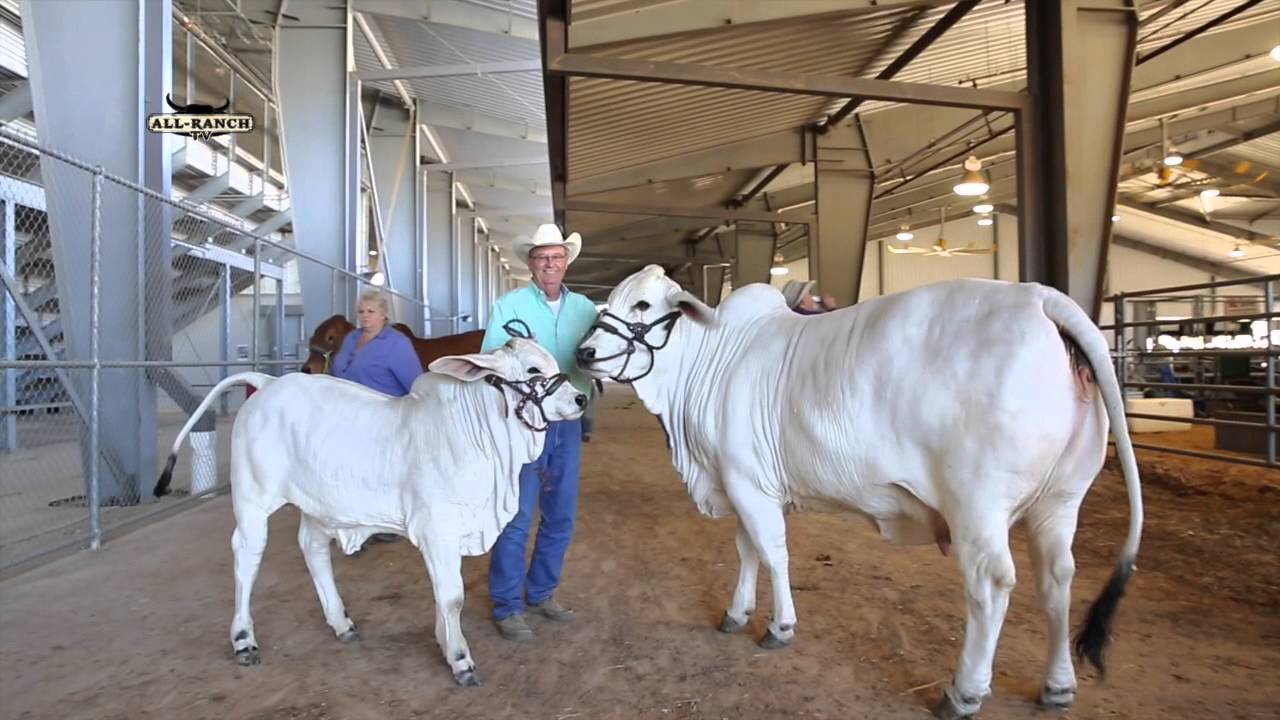 ALL RANCH TV