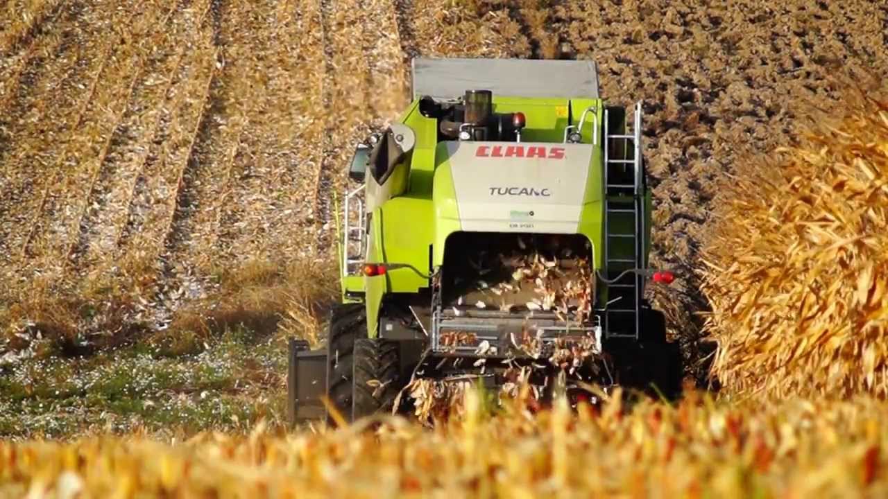 Claas Tucano 450 & Bizon BS Z110 - kukurydziane żniwa