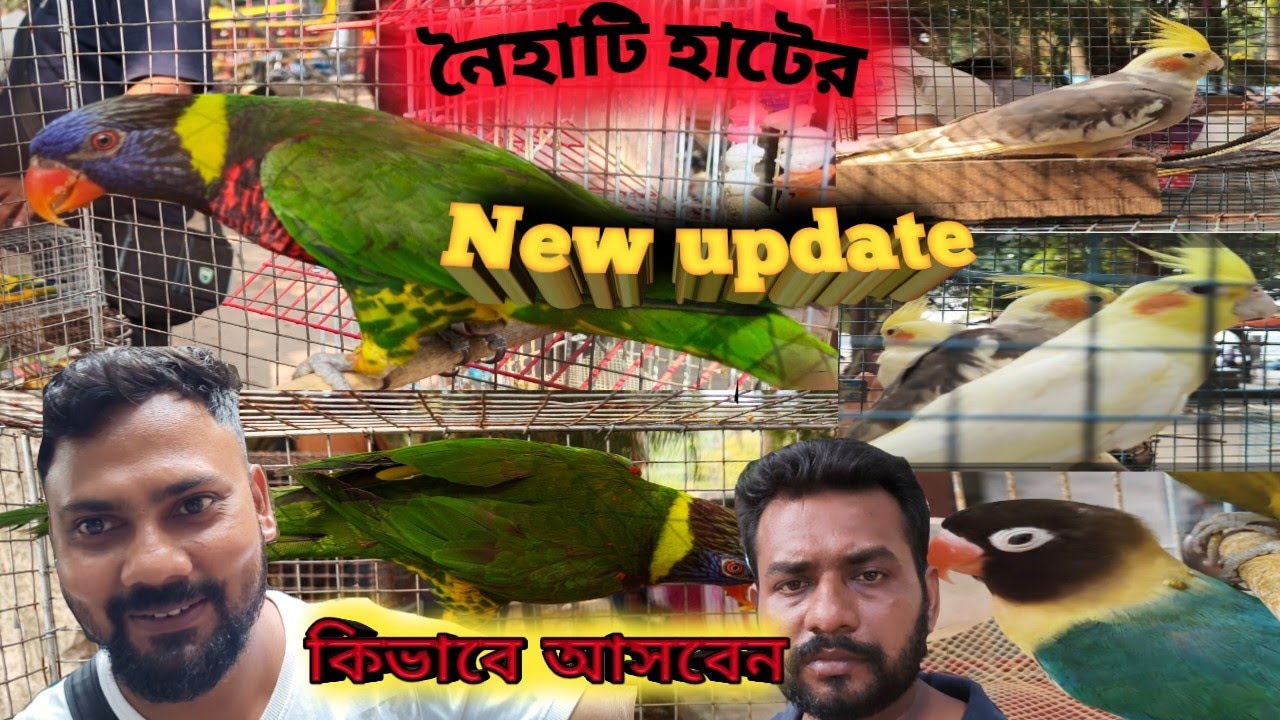 Naihati Bird Market New Price Update 🐦🐦🐧# কিভাবে আসবেন নৈহাটি হাটে#জেনে নিন পুরো বিস্তারিত#