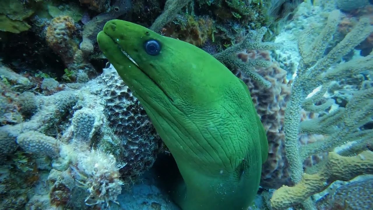 Beautiful Green Moray Eel In 4K