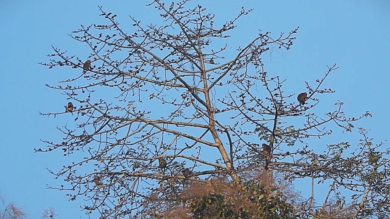 Mizoram chhunga Zawng chi hrang ram tla.....