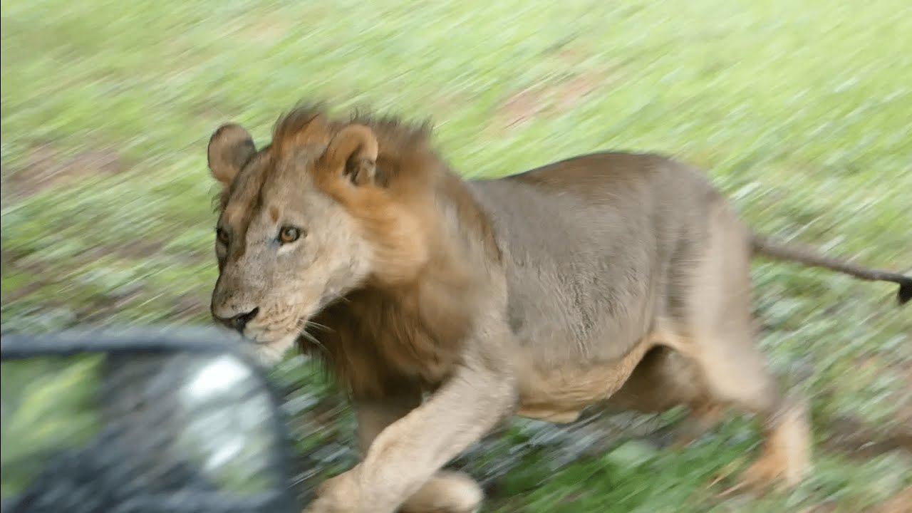 Our 3 Day Safari Through South Luangwa National Park in Zambia