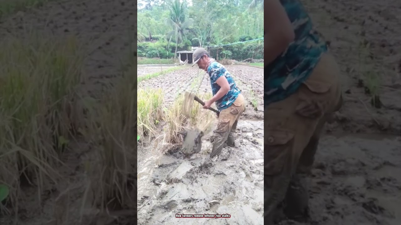 How farmers remove leftover rice stalks