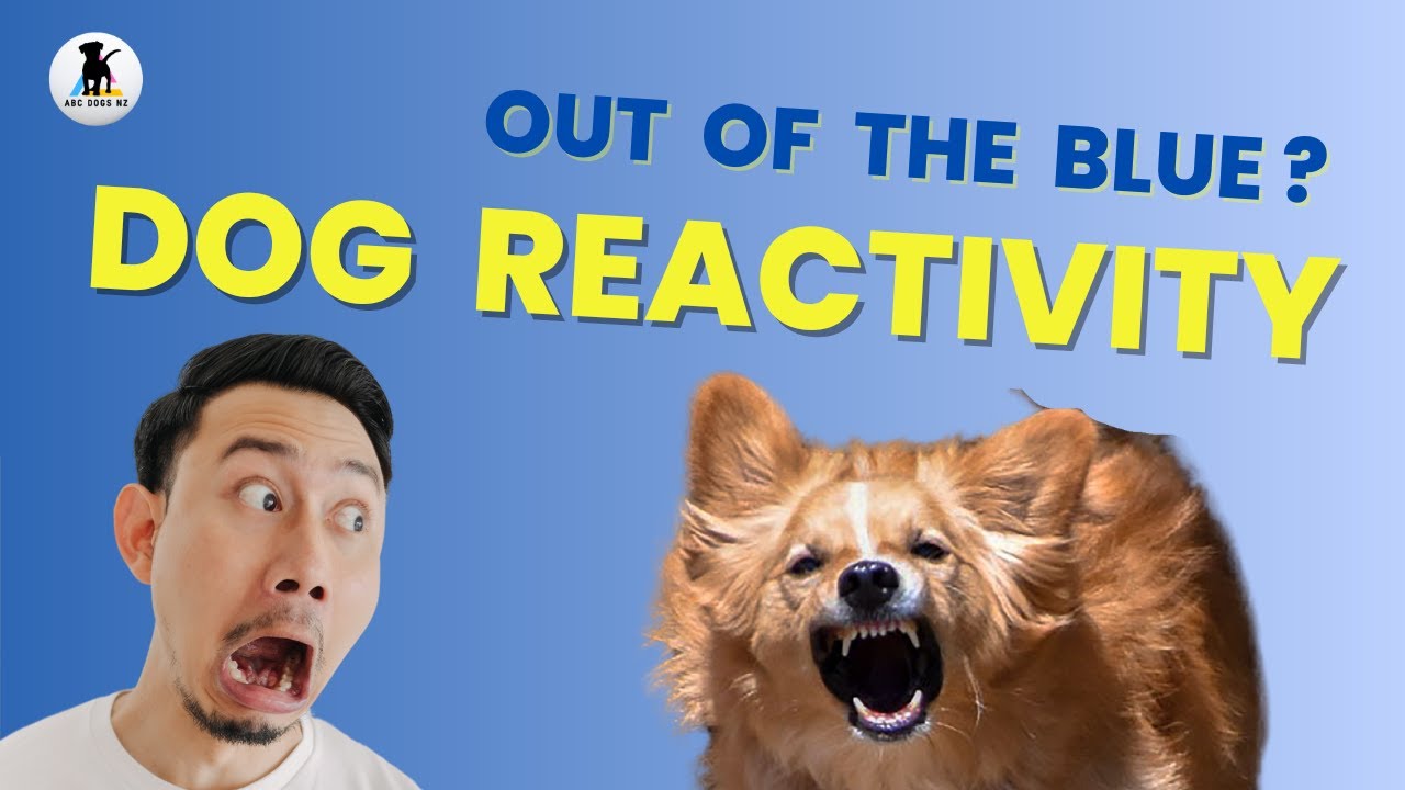 Reactive Dogs and Trigger Stacking❗