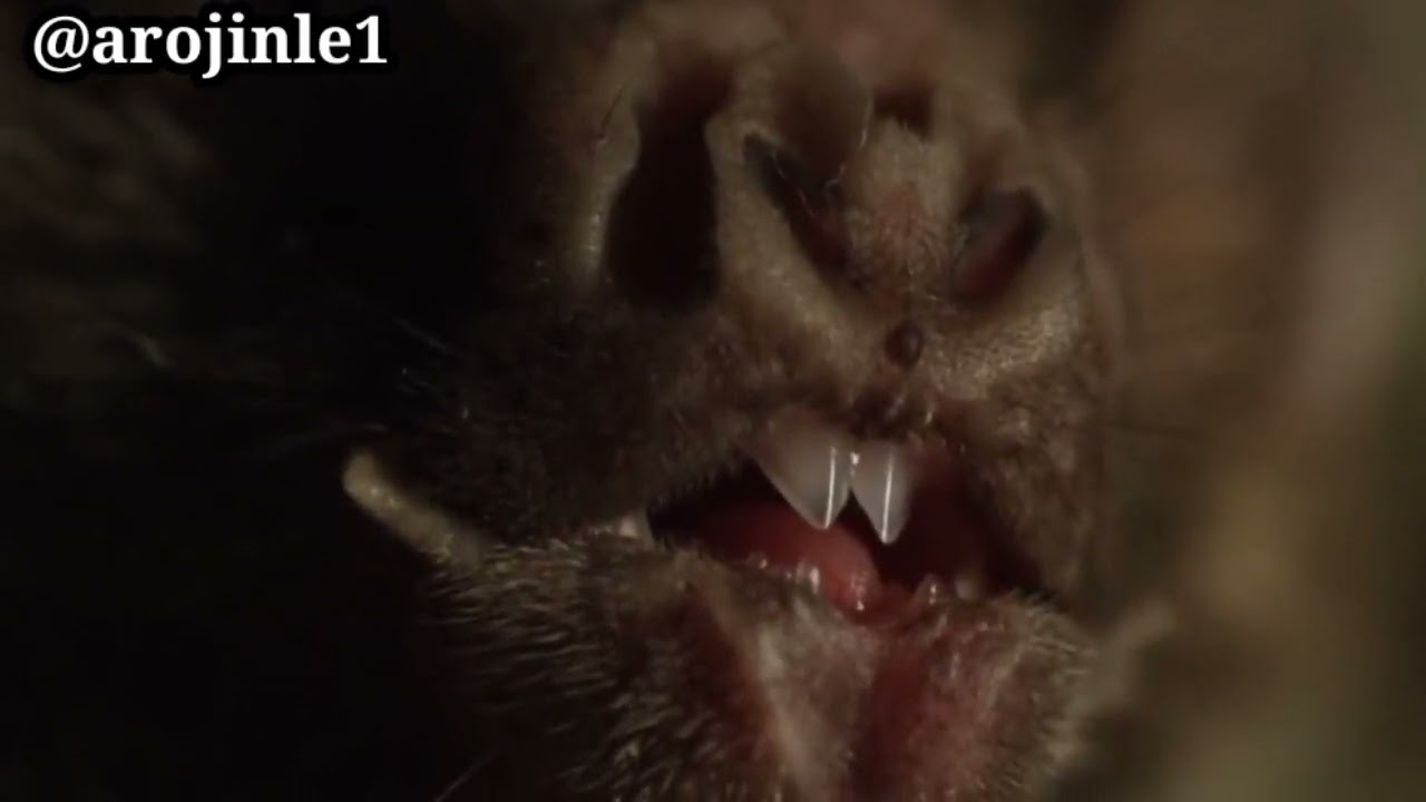 Adan (bats)
