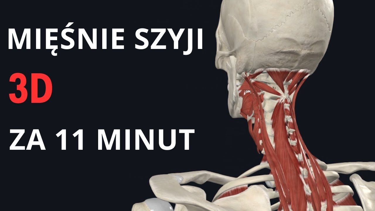 Mięśnie Szyi w 11 Minutach: Interaktywna Anatomia 3D