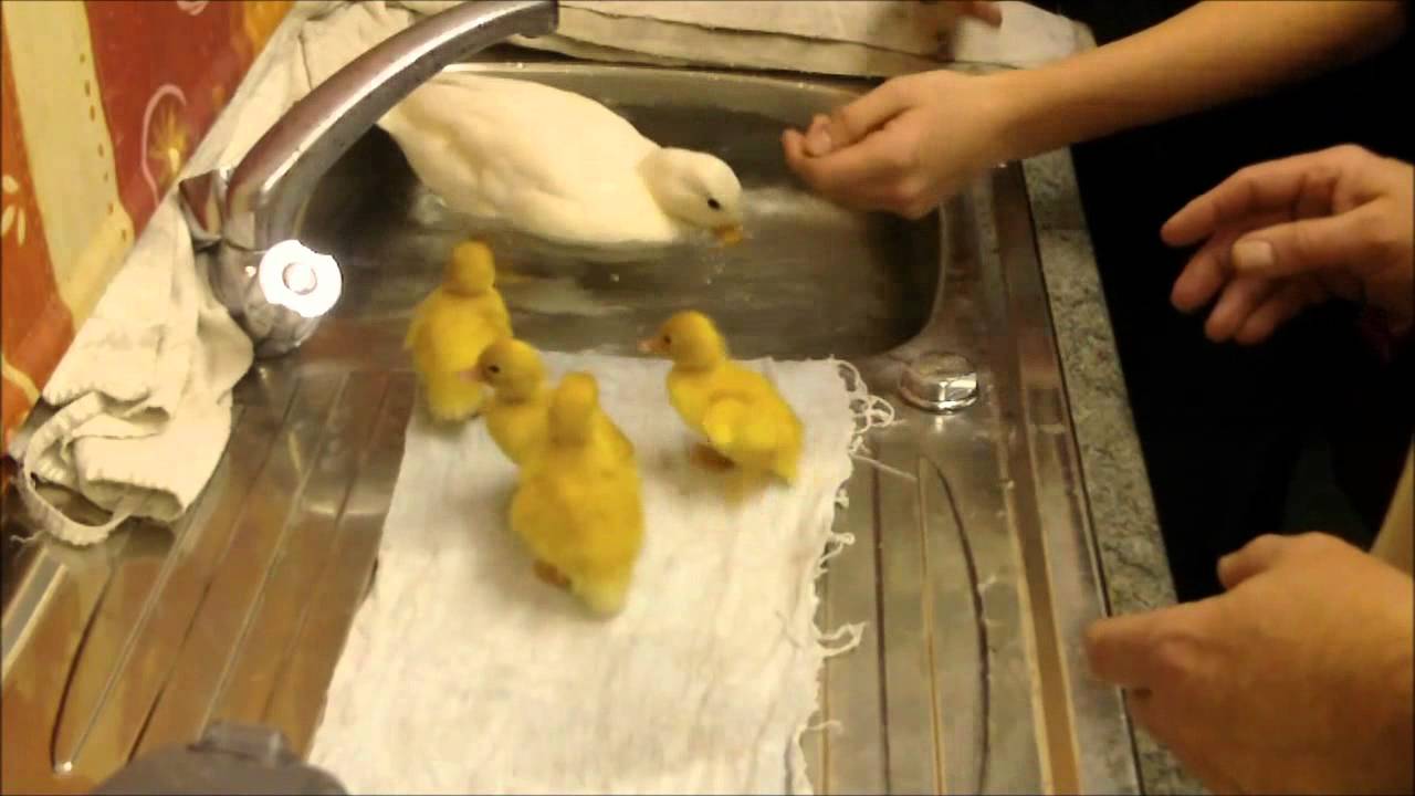 My call duck has had babies #1#