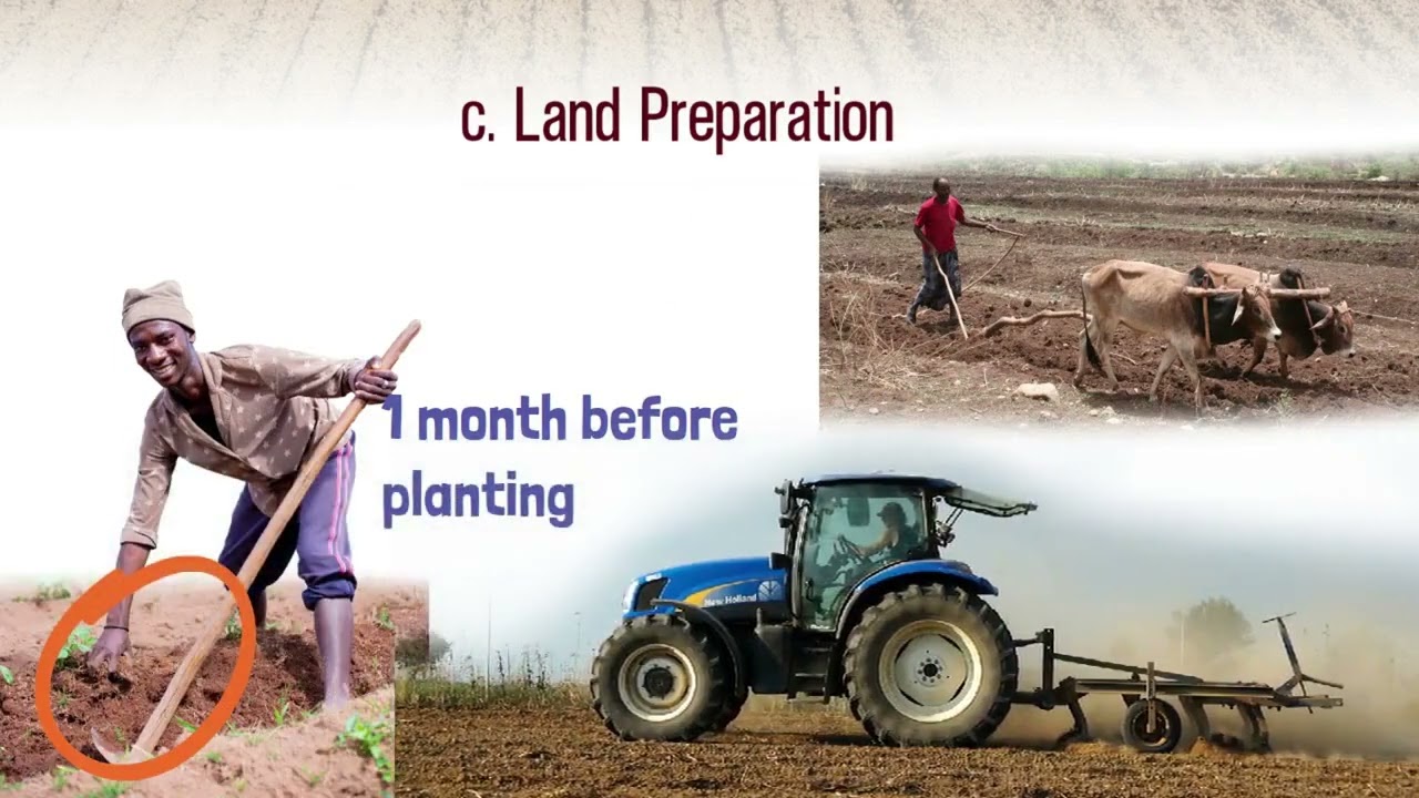 Sorghum Production Guide by MARCCI