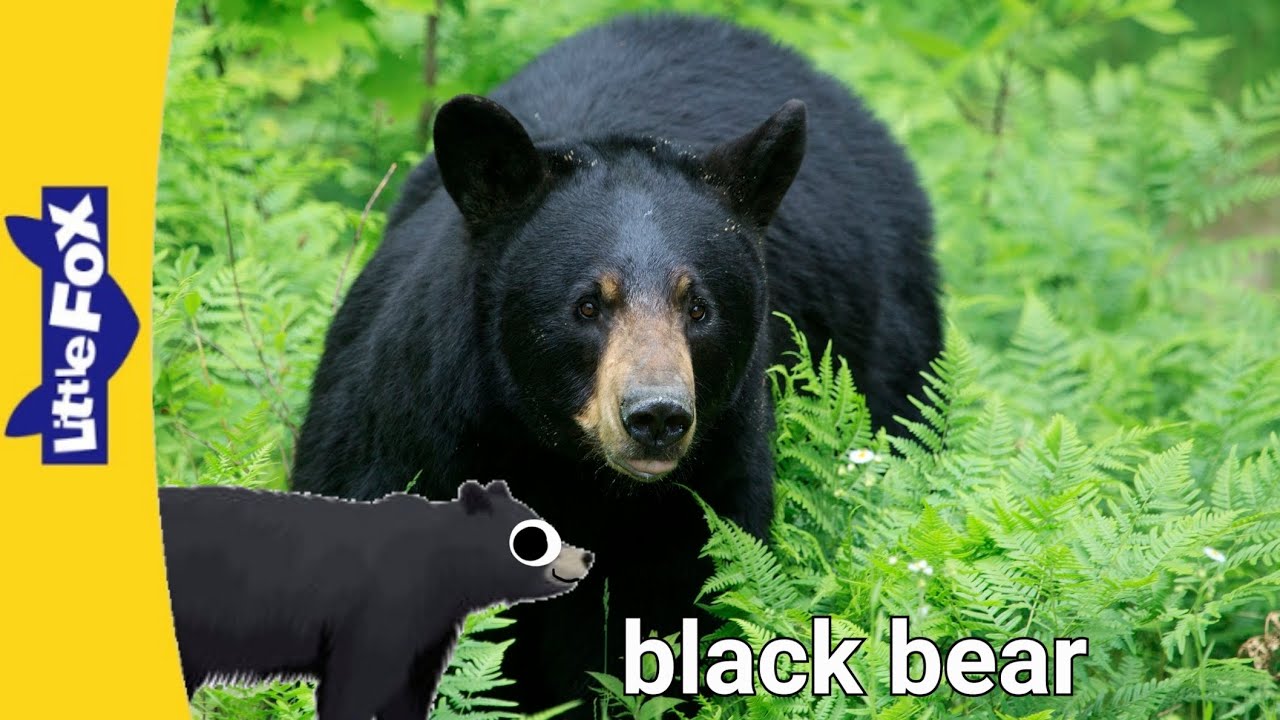 meet the animals 240: black bear