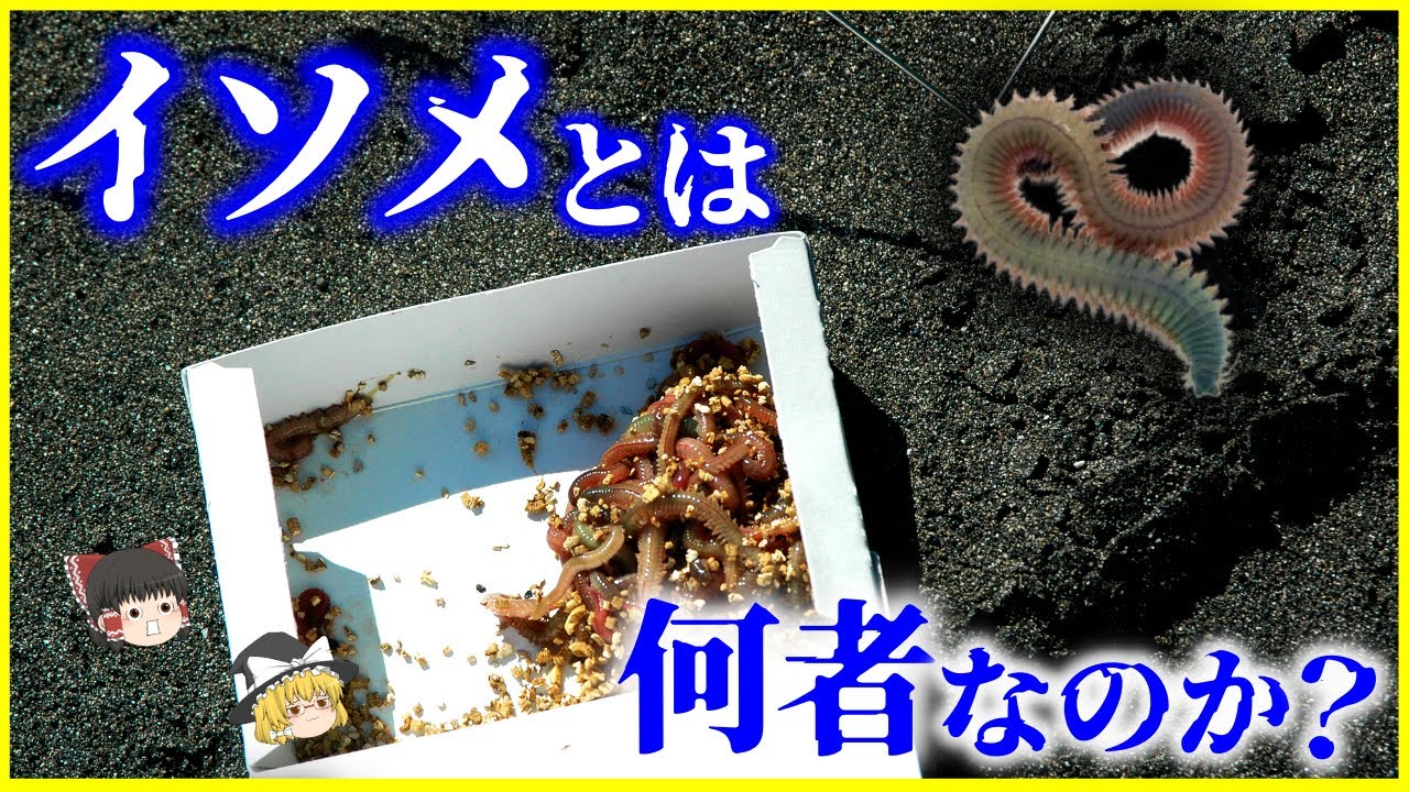 【ゆっくり解説】釣りエサのアイツはイソメじゃない!?「イソメ」とは何者なのか？を解説/驚異的な生命力&hellip;2000万年前には巨大イソメが&hellip;!?