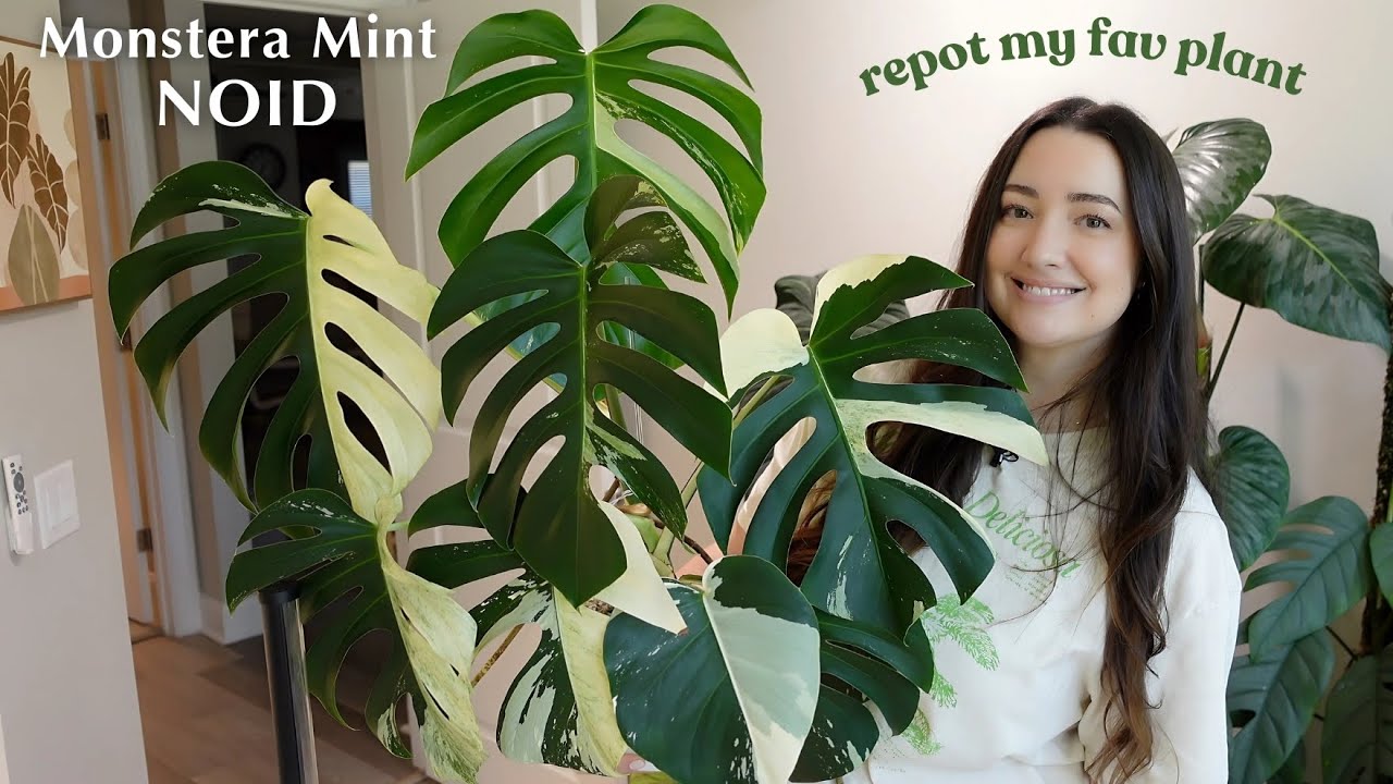 Repotting My Favorite Plant | Monstera Mint NOID ✨🌿