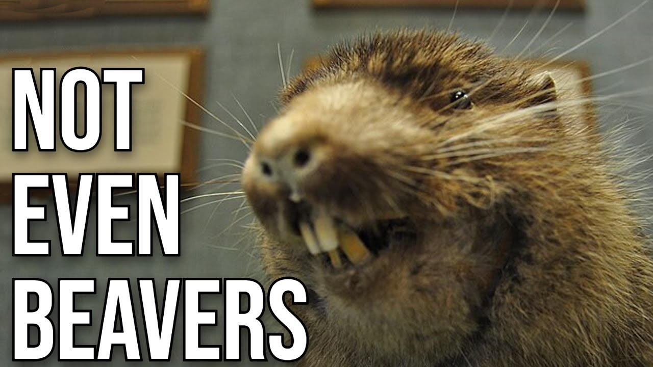The "Mountain Beaver": Not What They Seem