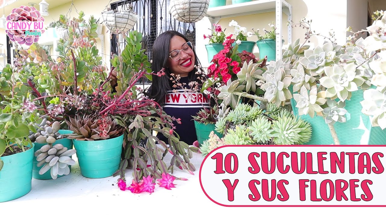 10 SUCULENTAS QUE FLORECEN MUCHO Y SEGUIDO │Candy Bu
