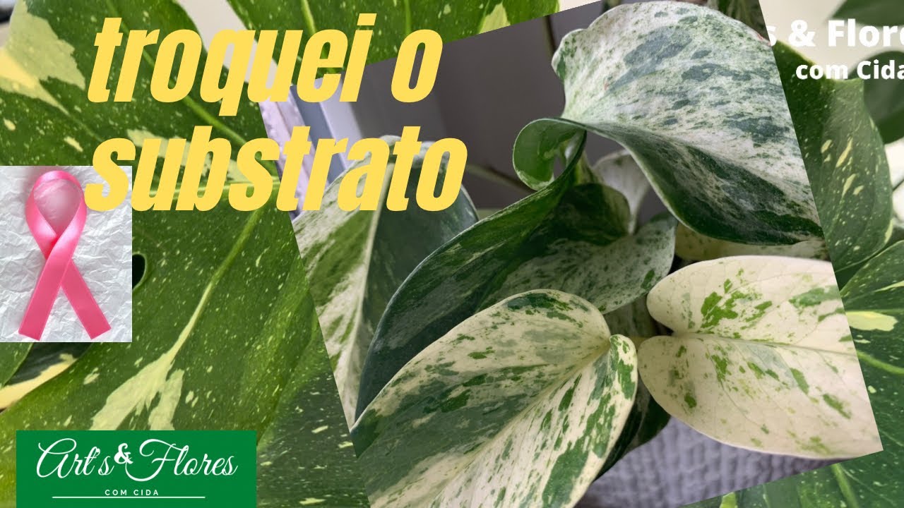 GANHEI DE PRESENTE ESSA VARIEGATA LINDA:FIZ O REPLANTE