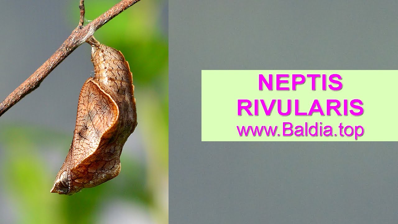 SCHWARZER TRAUERFALTER verpuppt sich | Neptis rivularis |Schmetterling Verpuppung | 44