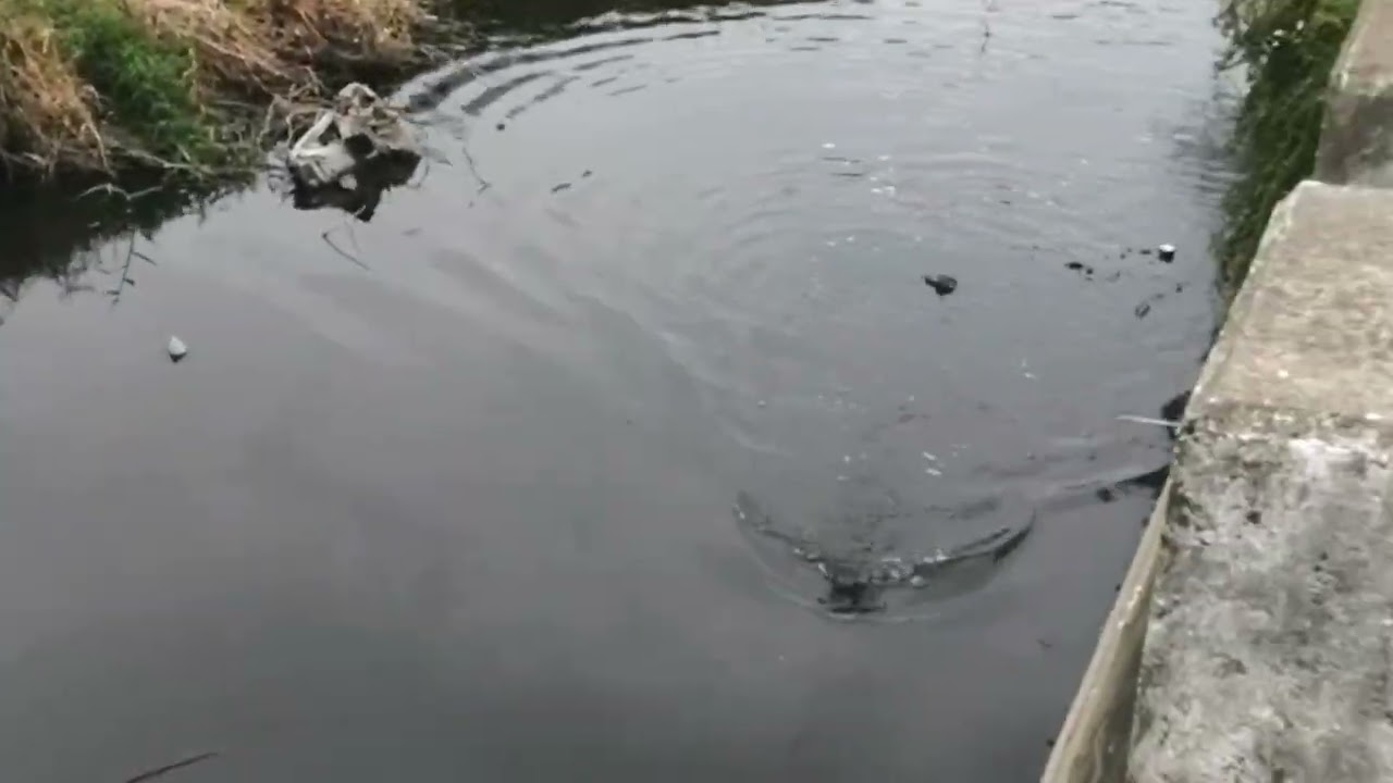 Spot pinggir jalan ada babon gabus 