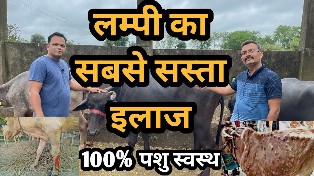 लम्पी का सबसे सस्ता इलाज || Lumpy को कैसे जल्दी ठीक करें || Lumpy skin Disease || Farcow NGO Bhopal