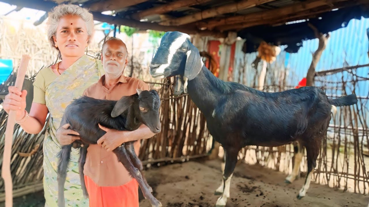 மூலிகை இலை தழைகளை சாப்பிட்டு வளரும் நாட்டு வெள்ளாடுகள் | Goat Farming ideas in tamil | Siva Arun Tv 