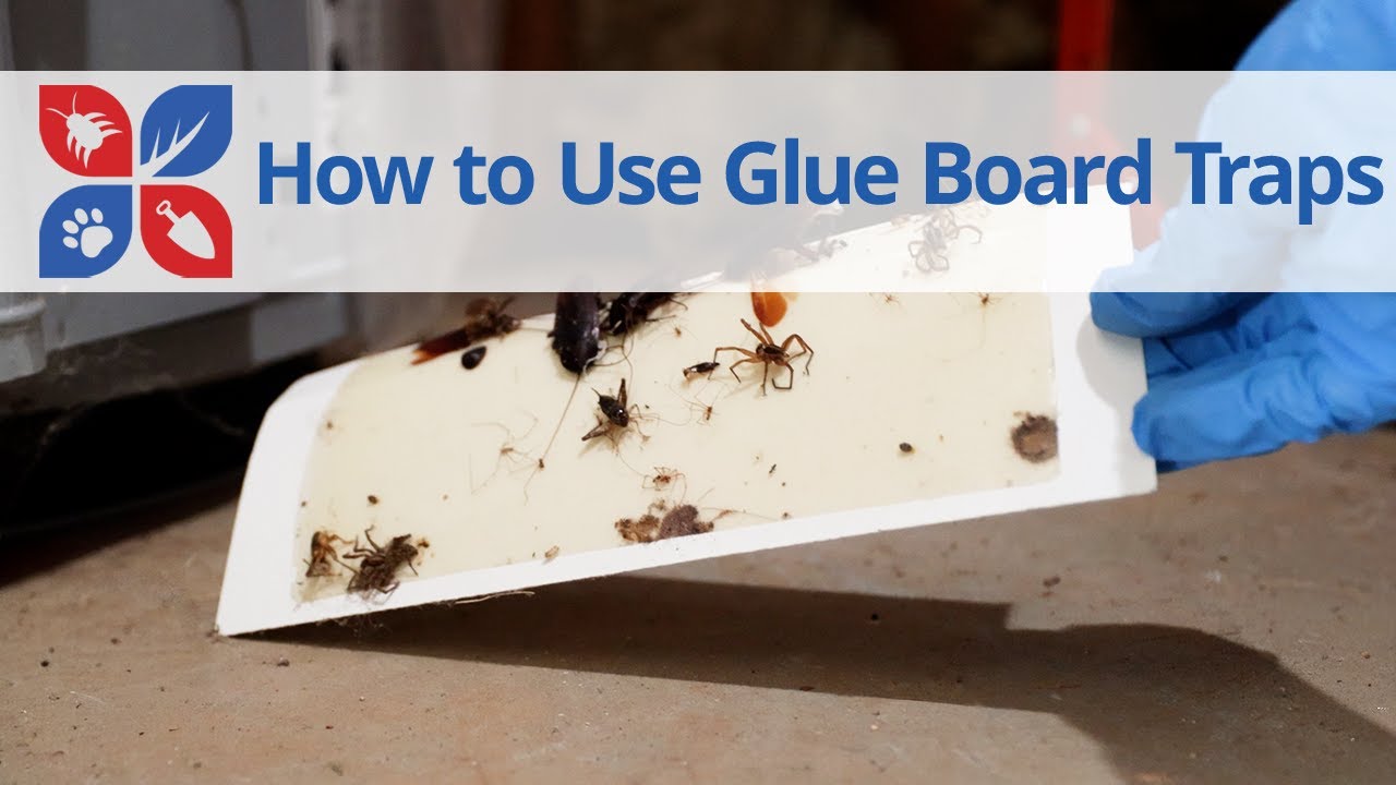 How to Use Glueboard Traps | DoMyOwn.com
