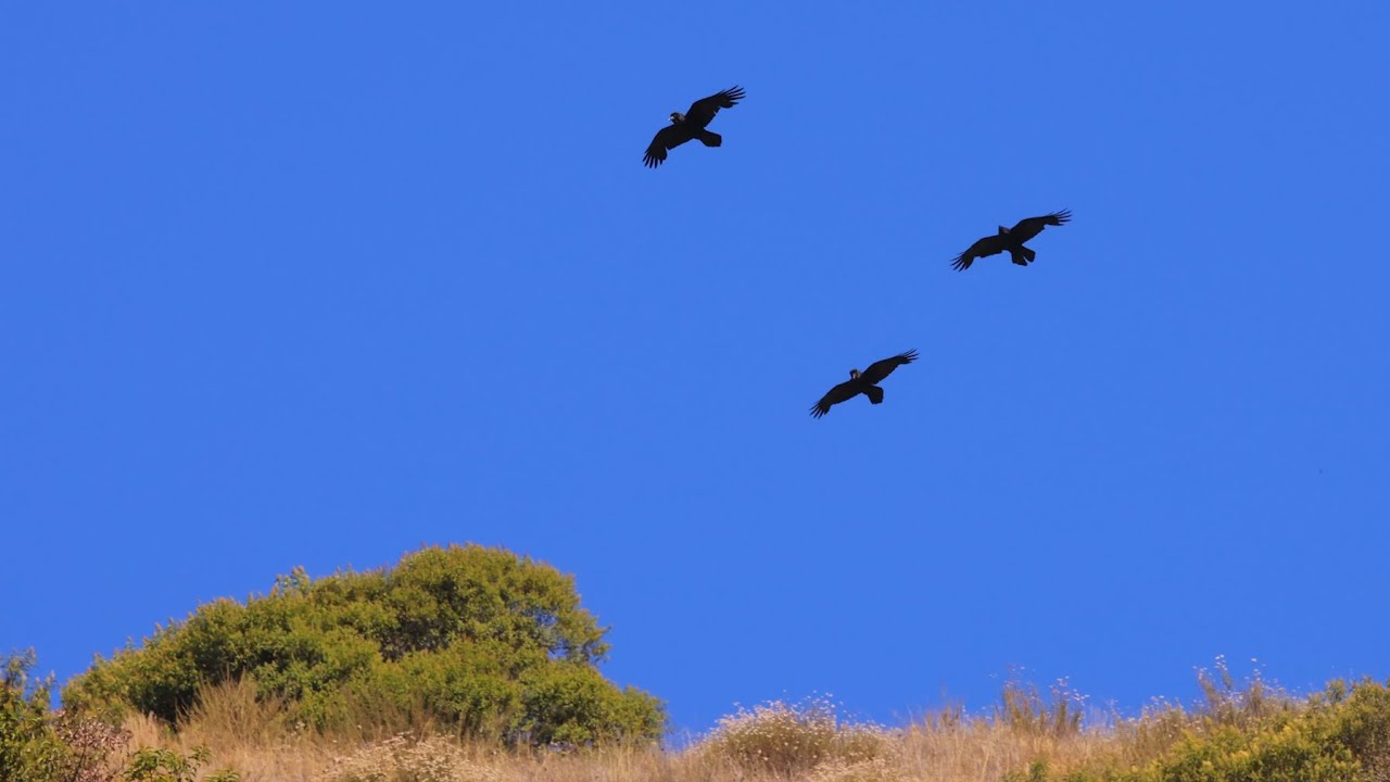 Ravens Flying for 14 minutes in 4K