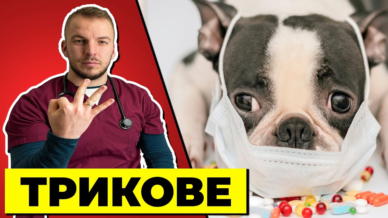 КАК СЕ ДАВА ТАБЛЕТКА НА КУЧЕ? / How to give pill to the dog ?