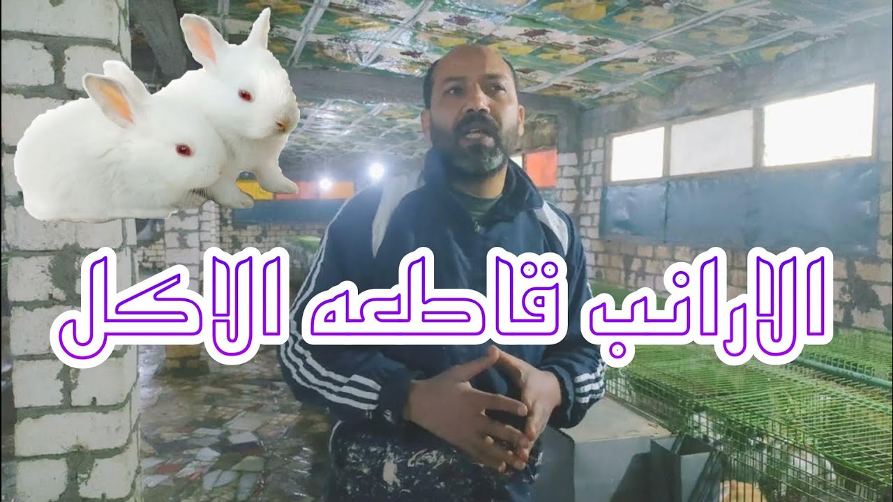 الارانب قاطعه الاكل اي السبب
