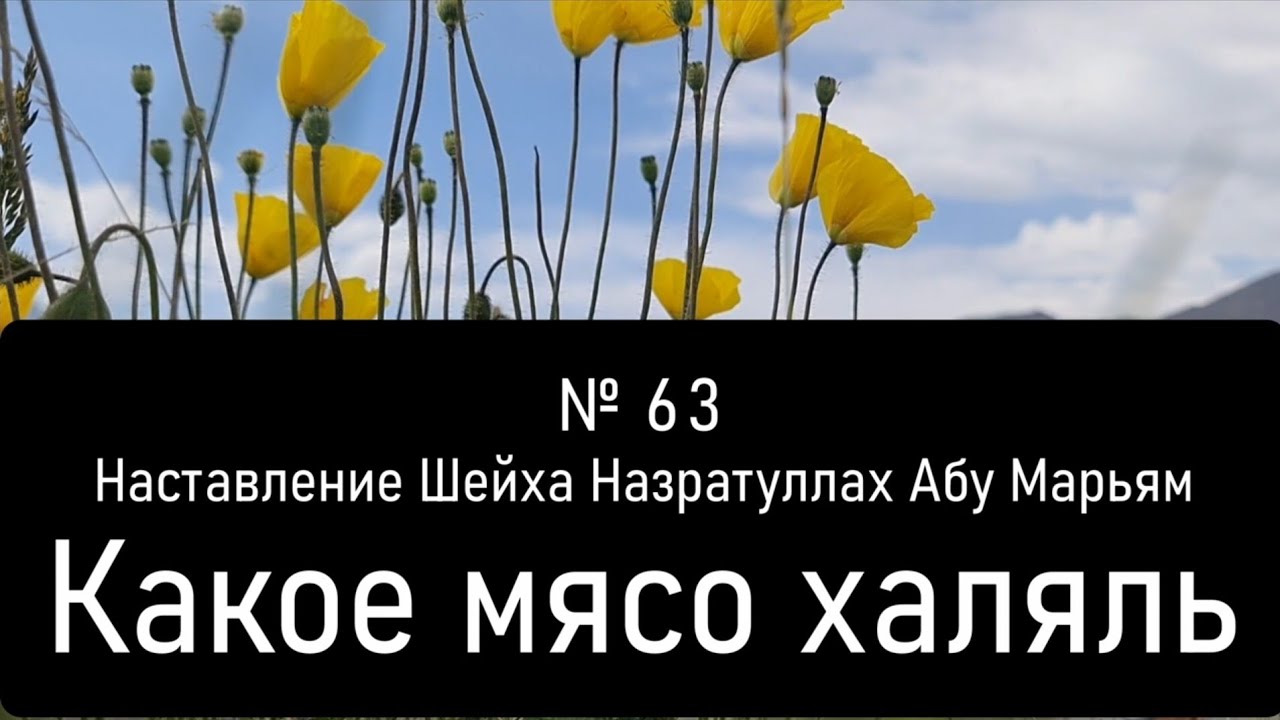 № 63 Наставление Шейха Назратуллах Абу Марьям Какое мясо халяль