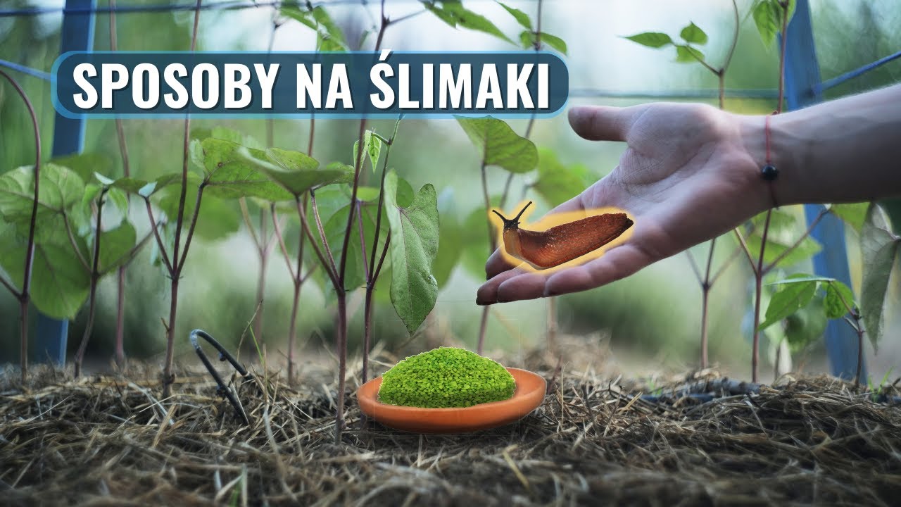 Jak Pozbyć się Ślimaków z Ogrodu w Naturalny i Skuteczny Sposób?