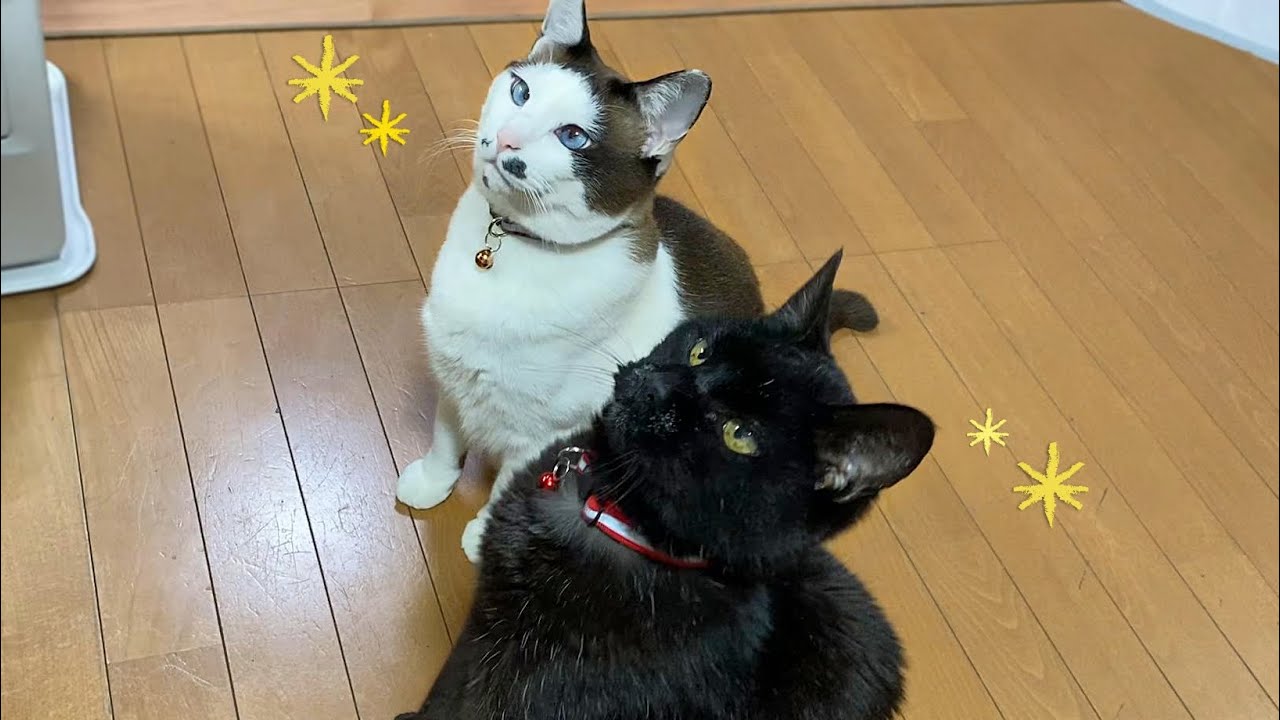 おやつの時間だ！並んで待つ猫たち