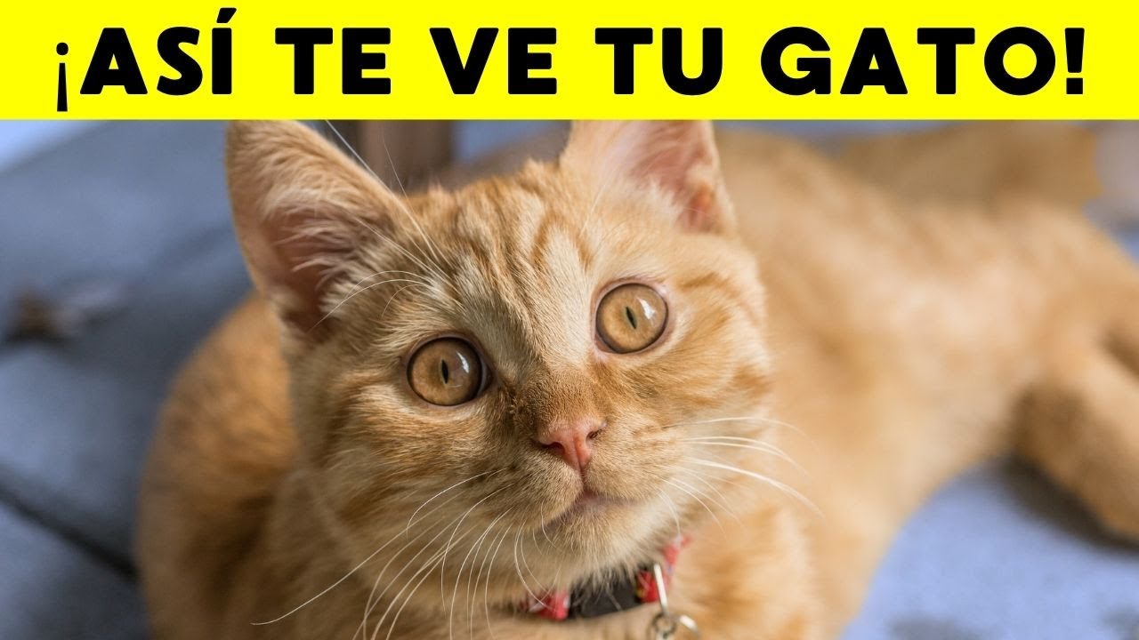 Tu gato NO cree que seas humano – lo que piensa te va a dejar loco