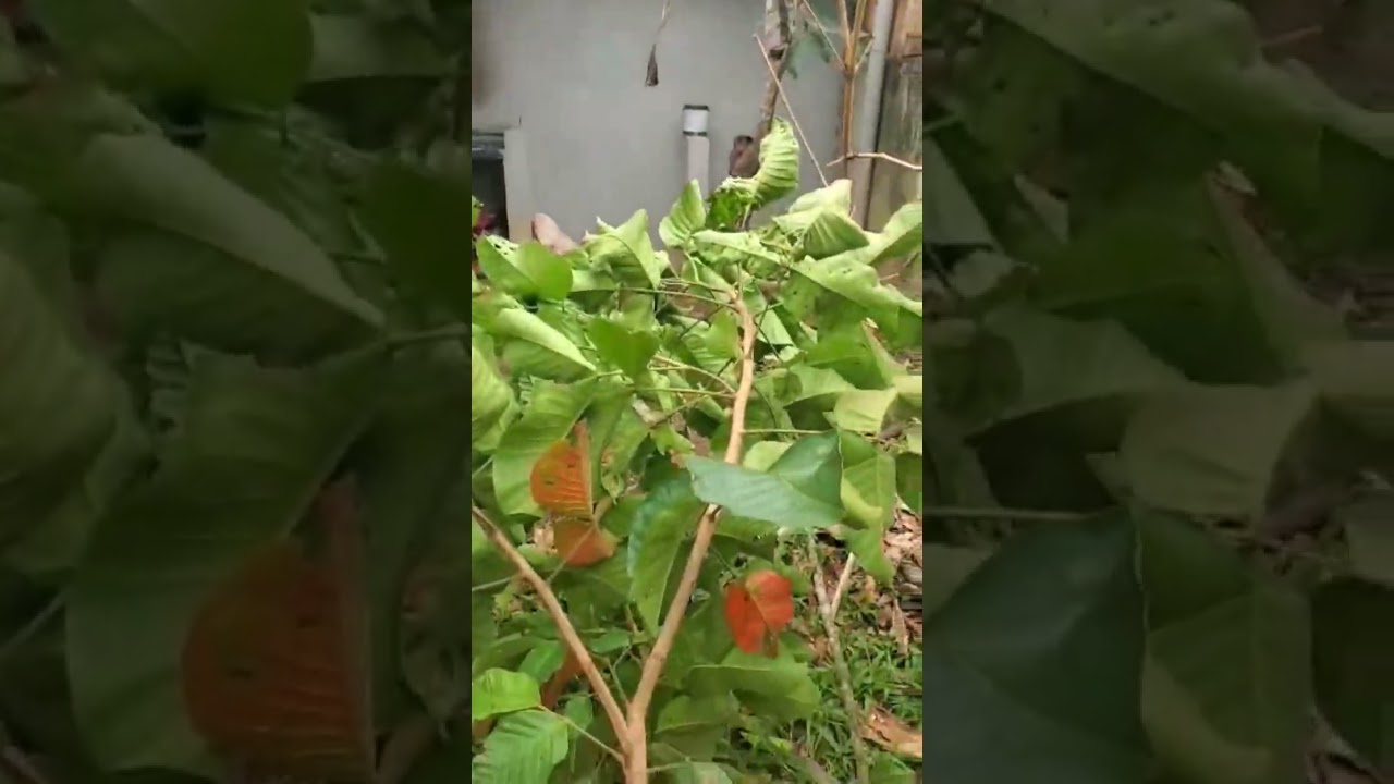 Update ng Mini Farm after Typhoon Tino ❤️