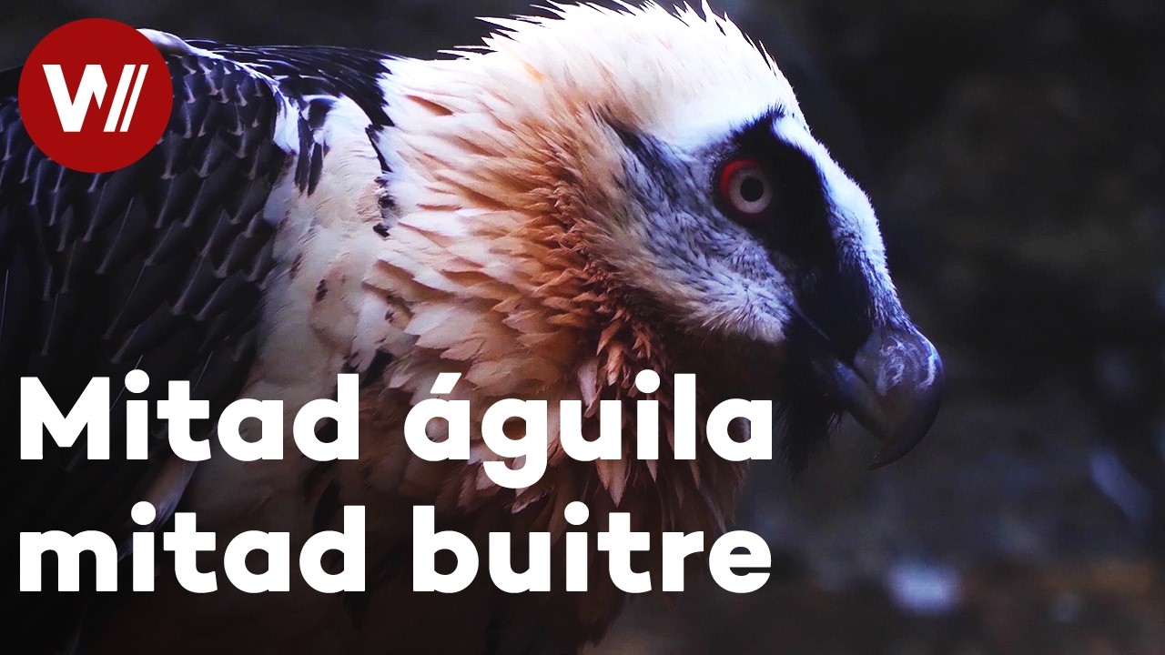 El quebrantahuesos: científicos y voluntarios luchan por salvar las últimas parejas (Documental)