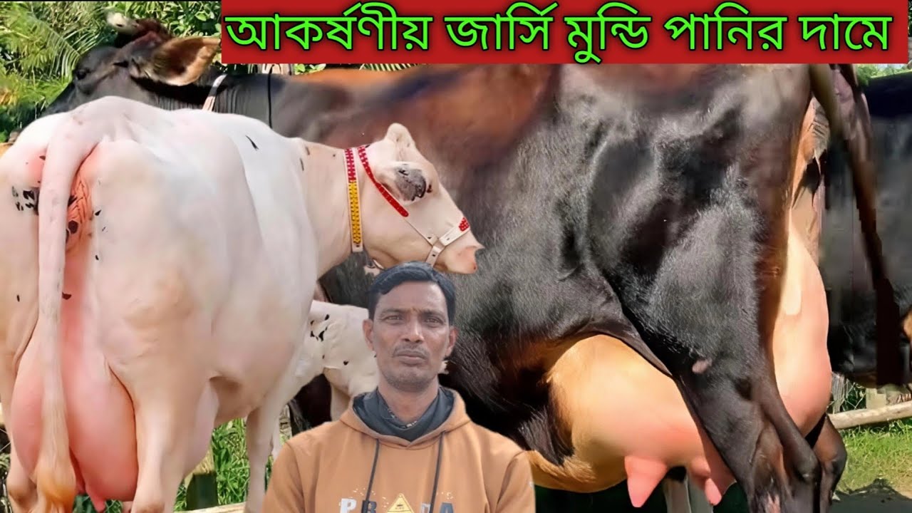 আজকের ধামাকা! রাফিয়া ডেইরি ফার্মে ২৫-৩০ লিটার দুধের সেরা জাতের জার্সি ও ফিজিয়ান গাভীর মেলা! 