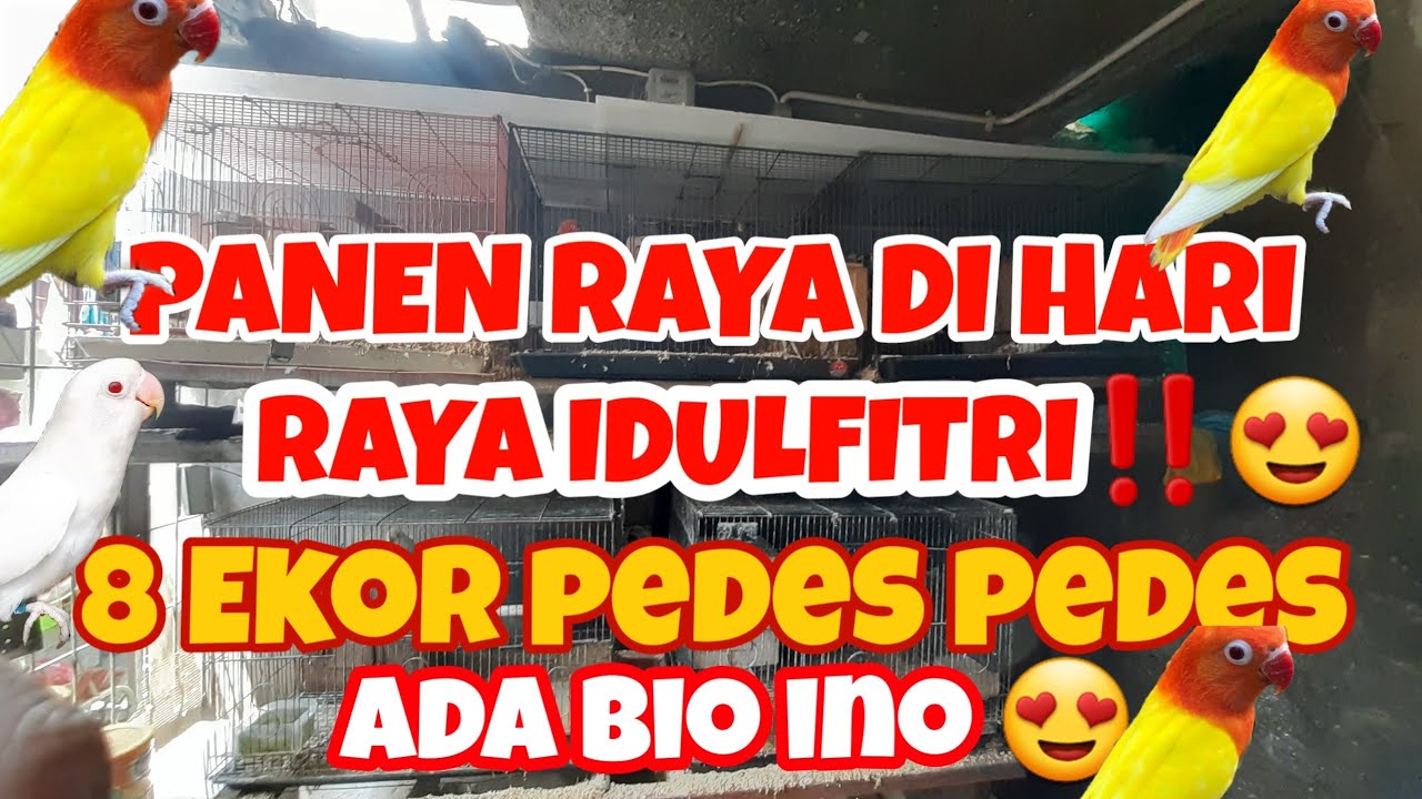 PANEN RAYA DI HARI RAYAIDULFITRI PENUH BERKAH‼️‼️🤩😍||8EKOR ADA BIO INO - SPLIT INO⁉️