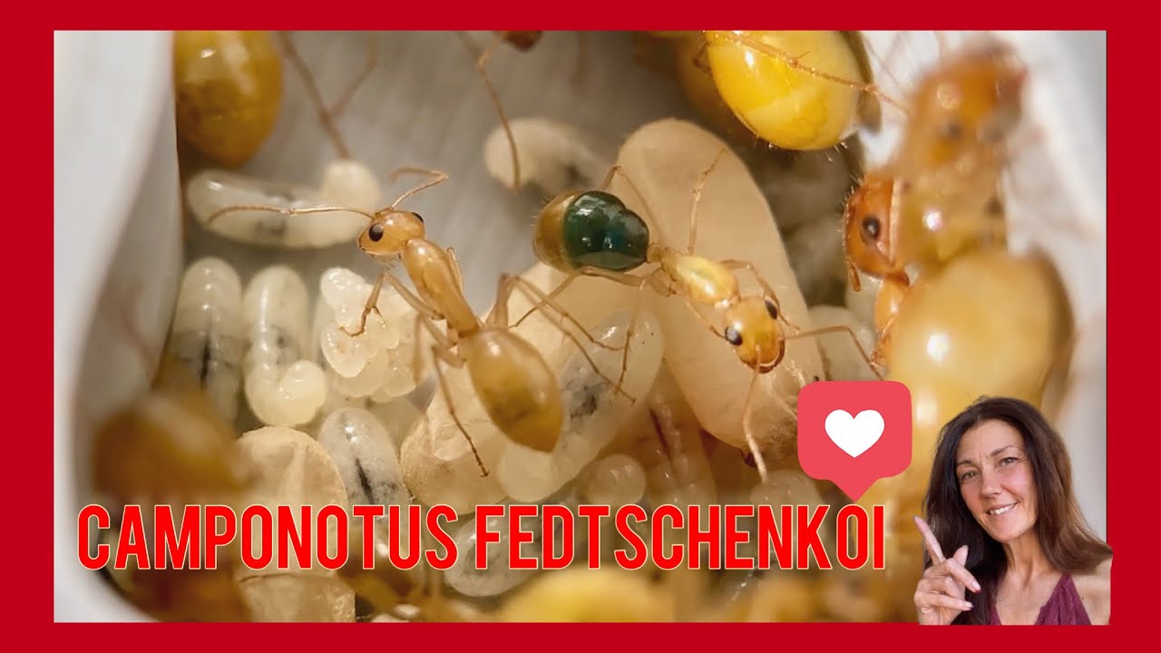 Camponotus fedtschenkoi - la hormiga dorada en Antdimension 