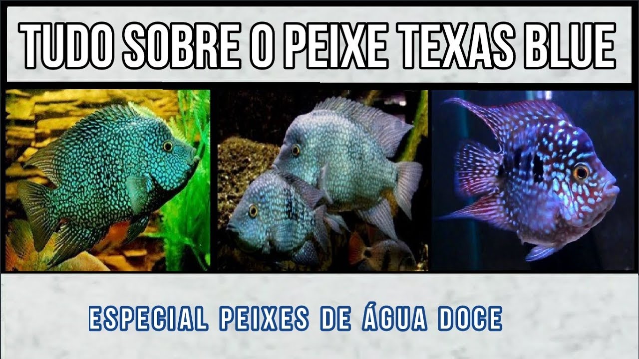 Tudo sobre o Peixe Texas blue