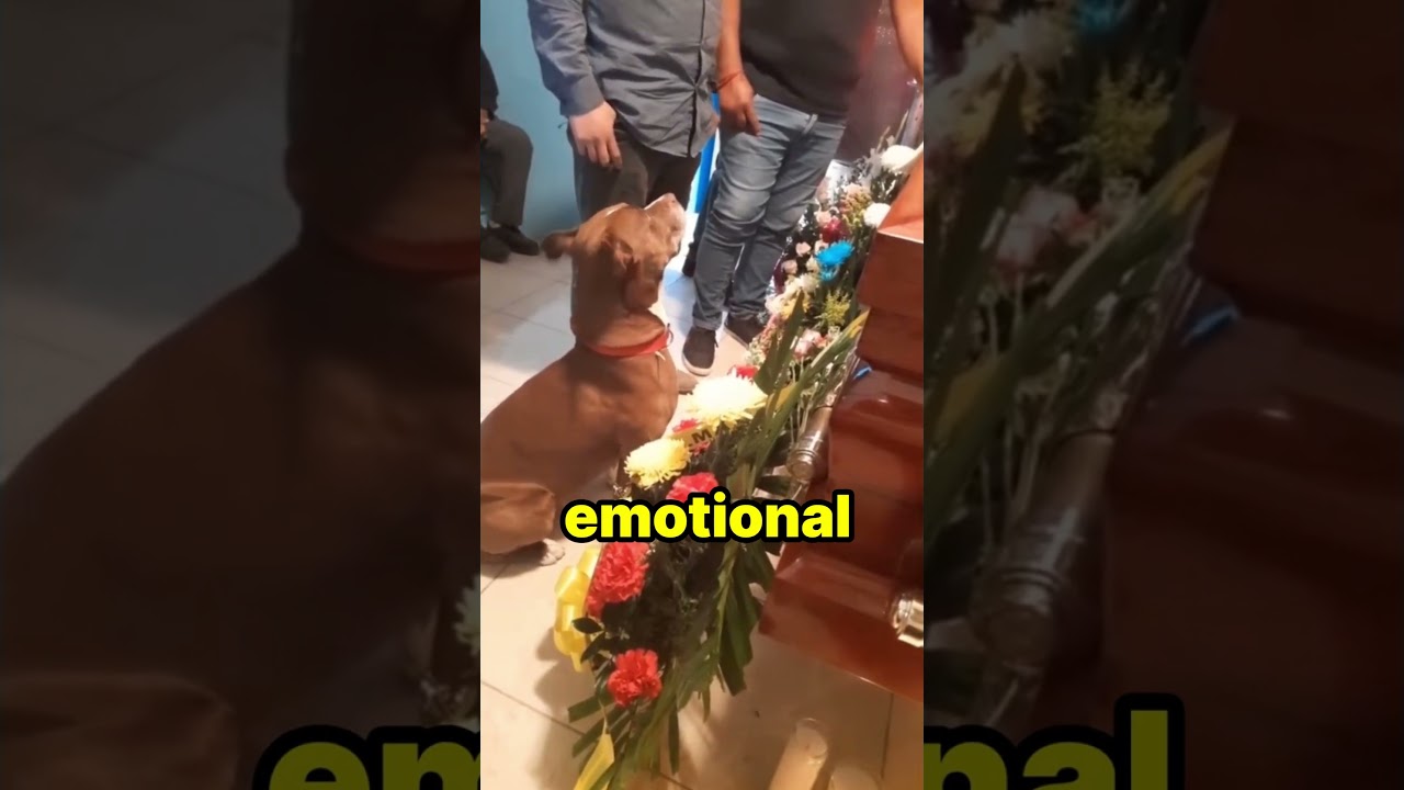 This dog got very emotional at his owner's funeral!