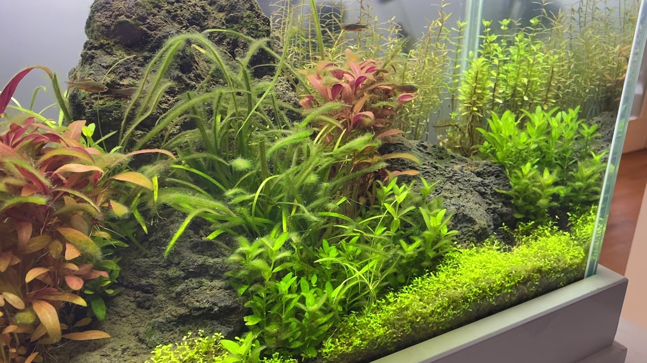 Mein Becken - 1 Tag nach Dunkelkur. Licht bei 7 Stunden und 70%. CO2 l&auml;uft.