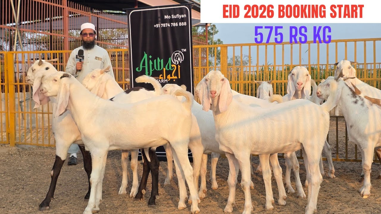 AJWA GOAT FARM SERIES START PART 1 | EID 2026 BOOKING START NOW