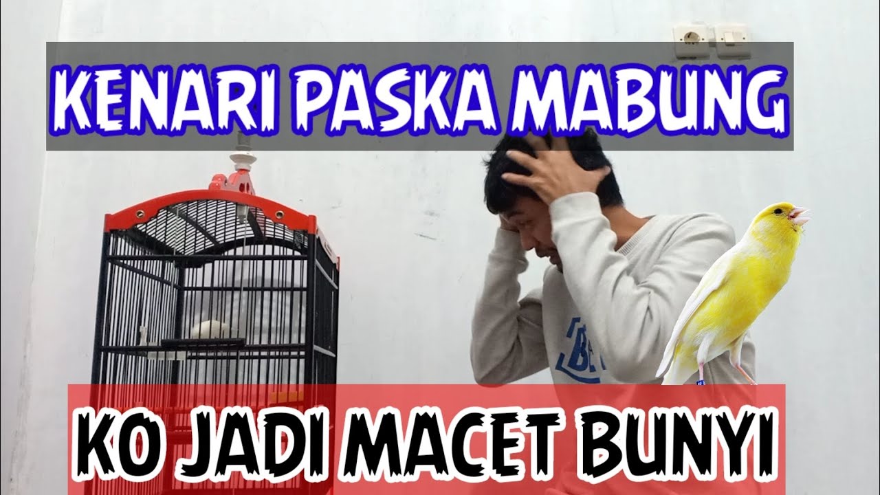 Cara ampuh atasi kenari macet bunyi setelah mabung || Simple dan mudah sekali