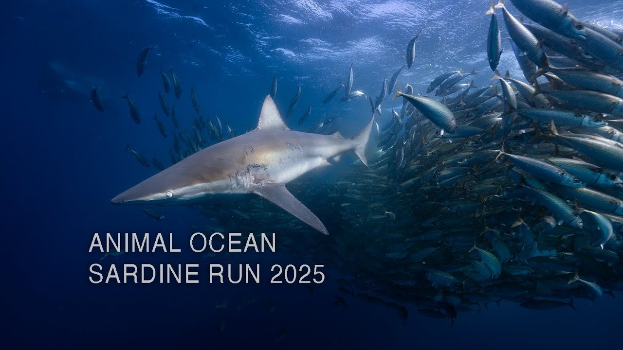 Sardine Run / Animal Ocean / Bait-ball Hunting 2025