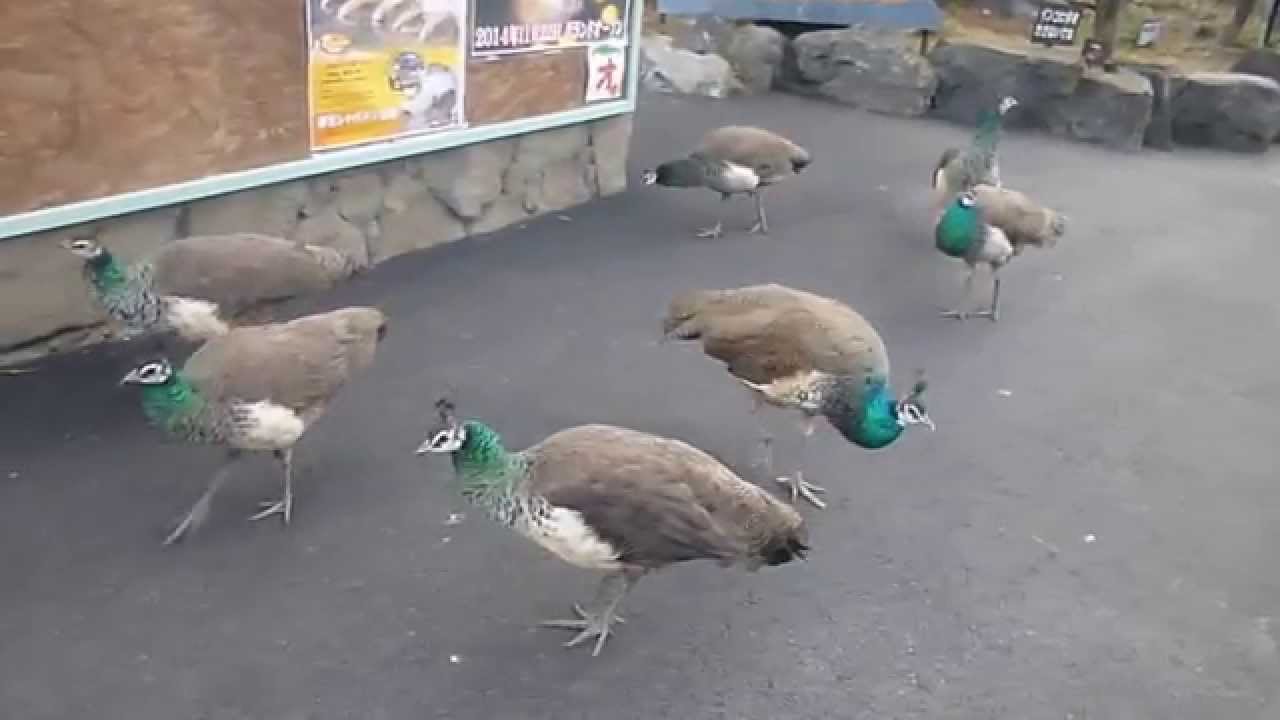 伊豆シャボテン公園孔雀の行列2014 12 6