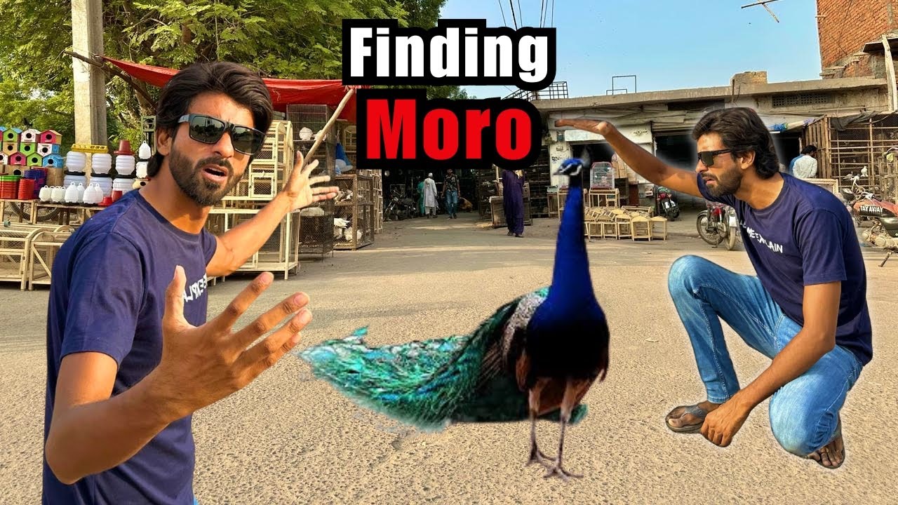 Kya Birds Market Se Mor Mil Jae Ga? 🤔