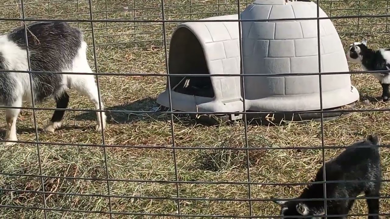 Baby goats 🐐 2026 enjoying the sunny weather today