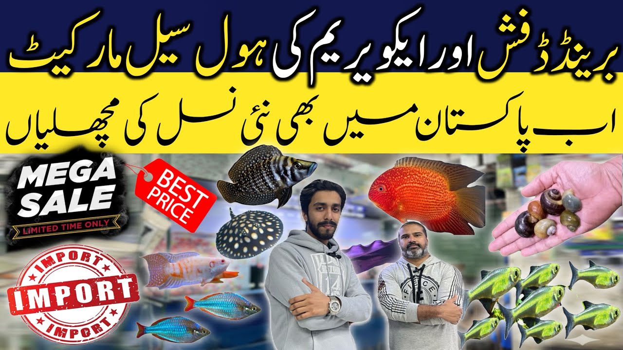 Aquarium Fish Big Discount |  Fresh Water Fish & aquarium Wholesale market 
